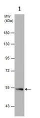 Western blot - Anti-NRG1 antibody (AB153908)