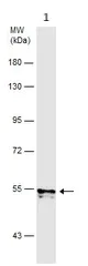 Western blot - Anti-NRG1 antibody (AB153908)