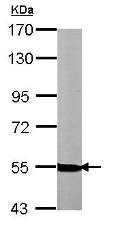Western blot - Anti-NRG1 antibody (AB153908)