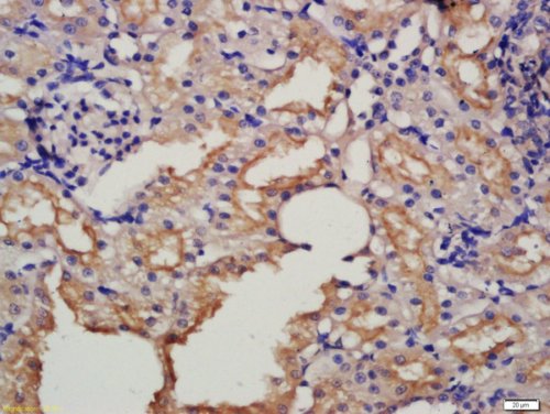 Immunohistochemistry (Formalin/PFA-fixed paraffin-embedded sections) - Anti-NRG1 antibody (AB217805), expandable thumbnail