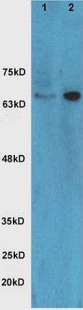 Western blot - Anti-NRG1 antibody (AB217805), expandable thumbnail