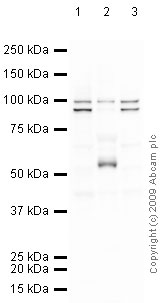Western blot - Anti-NRG1 antibody (AB53104)