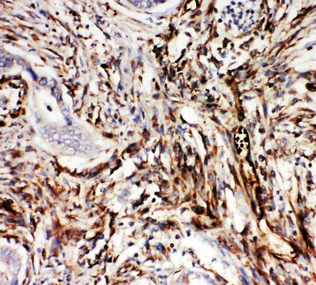 Immunohistochemistry (Formalin/PFA-fixed paraffin-embedded sections) - Anti-NRG1 antibody - C-terminal (AB191139)
