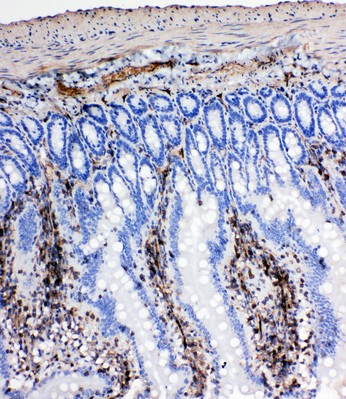 Immunohistochemistry (Formalin/PFA-fixed paraffin-embedded sections) - Anti-NRG1 antibody - C-terminal (AB191139), expandable thumbnail