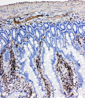 Immunohistochemistry (Formalin/PFA-fixed paraffin-embedded sections) - Anti-NRG1 antibody - C-terminal (AB191139)
