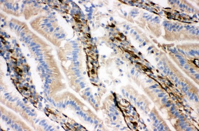 Immunohistochemistry (Frozen sections) - Anti-NRG1 antibody - C-terminal (AB191139), expandable thumbnail