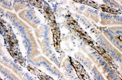 Immunohistochemistry (Frozen sections) - Anti-NRG1 antibody - C-terminal (AB191139)