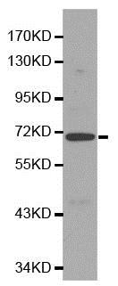 Western blot - Anti-NRG1 antibody - N-terminal (AB196610)