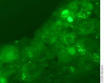 Immunohistochemistry (Frozen sections) - Anti-NRG1 type III antibody (AB23248), expandable thumbnail