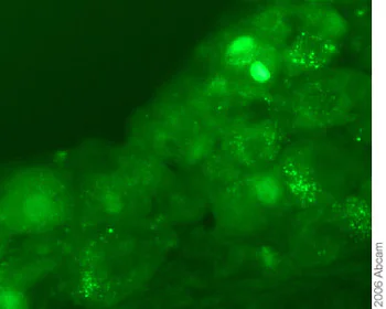 Immunohistochemistry (Frozen sections) - Anti-NRG1 type III antibody (AB23248)