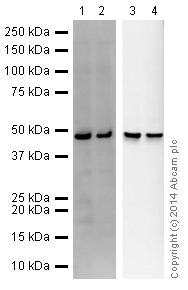 Western blot - Anti-NRG1 type III antibody (AB23248), expandable thumbnail
