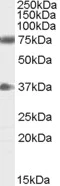 Western blot - Anti-NRG3 antibody (AB77597)