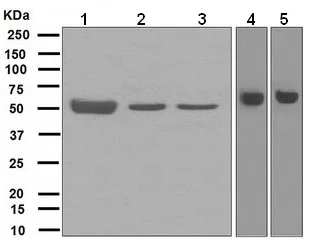 Western blot - Anti-NRG3 antibody [EPR4148] (AB109256)