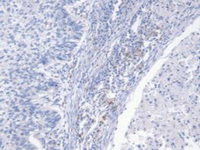 Immunohistochemistry (Formalin/PFA-fixed paraffin-embedded sections) - Anti-NRG4 antibody [C2] (AB239580), expandable thumbnail