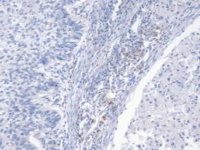 Immunohistochemistry (Formalin/PFA-fixed paraffin-embedded sections) - Anti-NRG4 antibody [C2] (AB239580)