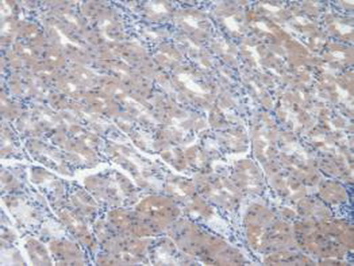 Immunohistochemistry (Formalin/PFA-fixed paraffin-embedded sections) - Anti-NRG4 antibody [C2] (AB239580), expandable thumbnail