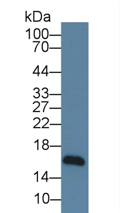 Western blot - Anti-NRG4 antibody [C2] (AB239580)