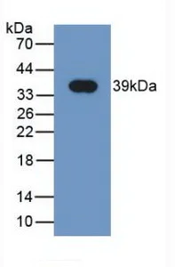 Western blot - Anti-NRG4 antibody [C2] (AB239580)