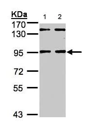 Western blot - Anti-NRIP antibody (AB154675)
