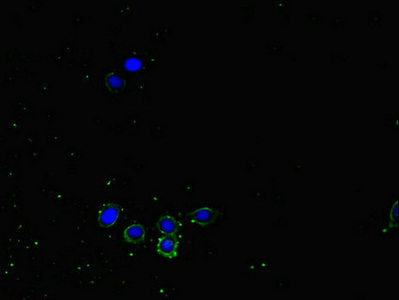 Immunocytochemistry/ Immunofluorescence - Anti-NRP2 antibody (AB234821)