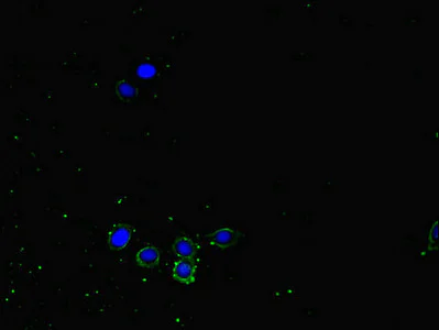 Immunocytochemistry/ Immunofluorescence - Anti-NRP2 antibody (AB234821)
