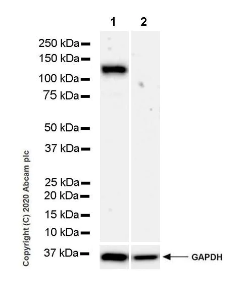 Western blot - Anti-NRP2 antibody [EPR23808-72] (AB273584)