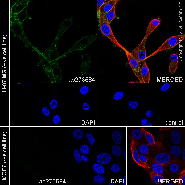 Immunocytochemistry/ Immunofluorescence - Anti-NRP2 antibody [EPR23808-72] - BSA and Azide free (AB273591)