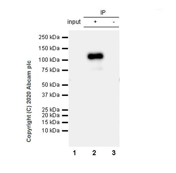 Immunoprecipitation - Anti-NRP2 antibody [EPR23808-72] - BSA and Azide free (AB273591), expandable thumbnail