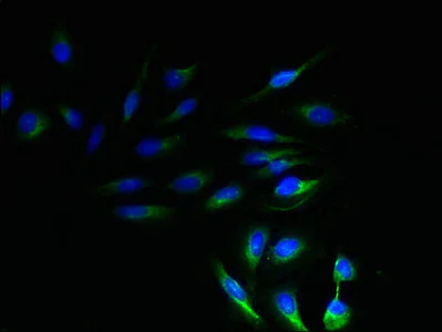 Immunocytochemistry/ Immunofluorescence - Anti-NRSN1/VMP antibody (AB237502)