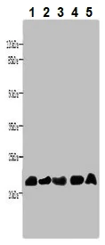 Western blot - Anti-NRSN1/VMP antibody (AB237502)