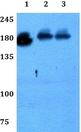 Western blot - Anti-NRXN3 antibody (AB192313)