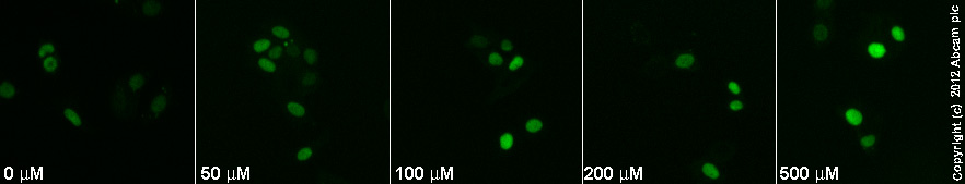 Immunocytochemistry/ Immunofluorescence - NS 398, COX-2 inhibitor (AB120295), expandable thumbnail