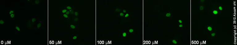 Immunocytochemistry/ Immunofluorescence - NS 398, COX-2 inhibitor (AB120295)