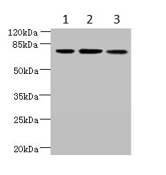 Western blot - Anti-NS21 antibody (AB235416), expandable thumbnail