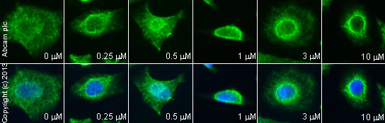 Functional Studies - NSC 146109 hydrochloride, Cell-permeable p53 activator (AB142144)