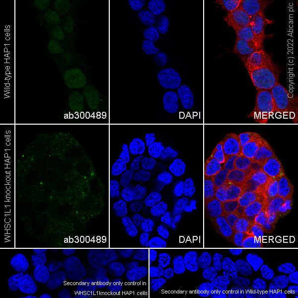 Immunocytochemistry/ Immunofluorescence - Anti-NSD3 antibody [EPR25189-8] (BSA and Azide free) (AB300490)