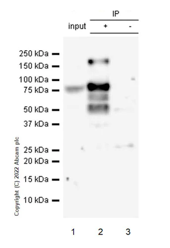 Immunoprecipitation - Anti-NSD3 antibody [EPR25189-8] (BSA and Azide free) (AB300490)
