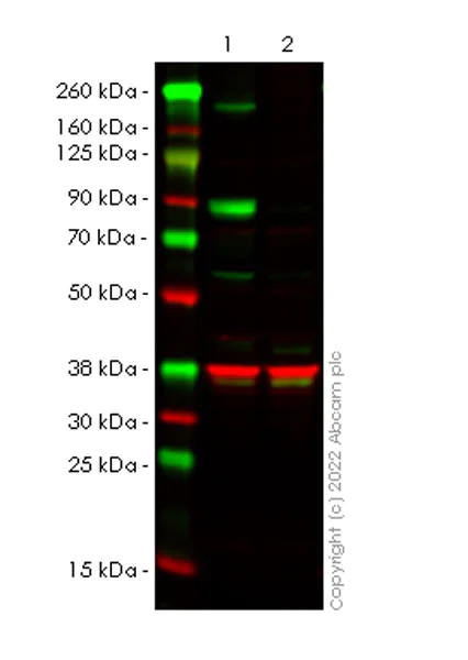 Western blot - Anti-NSD3 antibody [EPR25189-8] (BSA and Azide free) (AB300490)