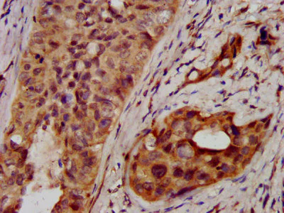Immunohistochemistry (Formalin/PFA-fixed paraffin-embedded sections) - Anti-NSDHL antibody (AB237799)