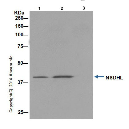 Immunoprecipitation - Anti-NSDHL antibody [EPR14489(2)] (AB199730)