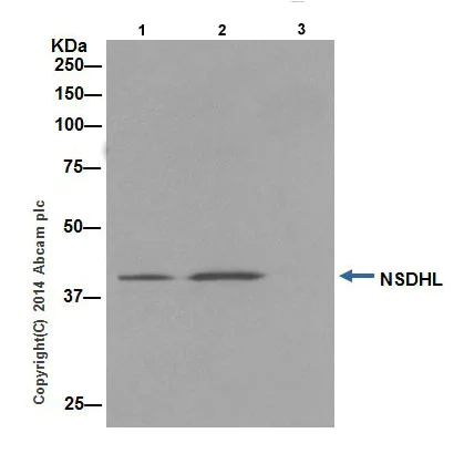Immunoprecipitation - Anti-NSDHL antibody [EPR14489(2)] (AB199730)