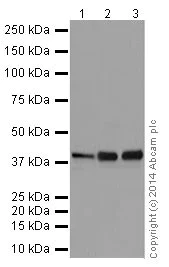 Western blot - Anti-NSDHL antibody [EPR14489(2)] (AB199730)