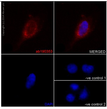 Immunocytochemistry/ Immunofluorescence - Anti-NSDHL antibody [EPR14490] - BSA and Azide free (AB251016), expandable thumbnail