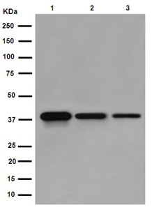 Western blot - Anti-NSDHL antibody [EPR14490] - BSA and Azide free (AB251016), expandable thumbnail