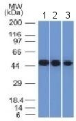 Western blot - Anti-NSE antibody [ENO2/1375] - Neuronal Marker (AB218388), expandable thumbnail