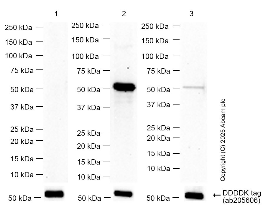 Western blot - Anti-NSE antibody [EPR12483] - Neuronal Marker (AB180943)