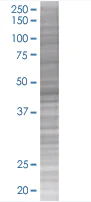 SDS-PAGE - NSE overexpression 293T lysate (whole cell) (AB94096)