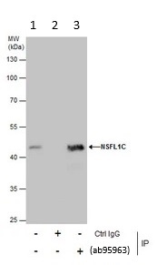 Immunoprecipitation - Anti-NSFL1C antibody (AB95963)