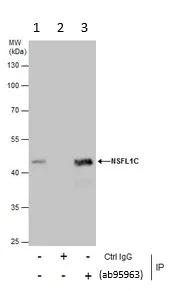 Immunoprecipitation - Anti-NSFL1C antibody (AB95963)