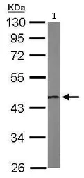 Western blot - Anti-NSFL1C antibody (AB95963)